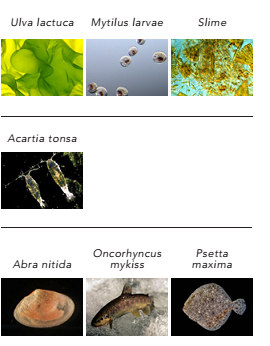 Medetomidine – a new marine biocide